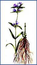 棉花养殖技术_棉花养殖技术规程_棉花养殖条件