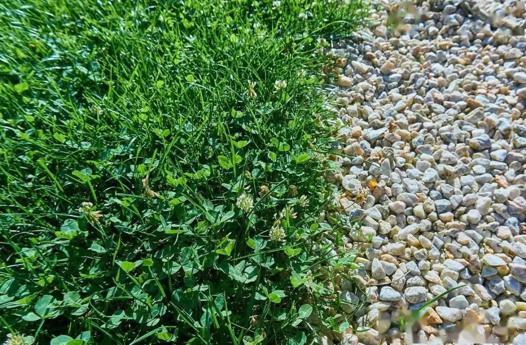 棉花养殖技术_棉花养殖技术规程_棉花养殖条件