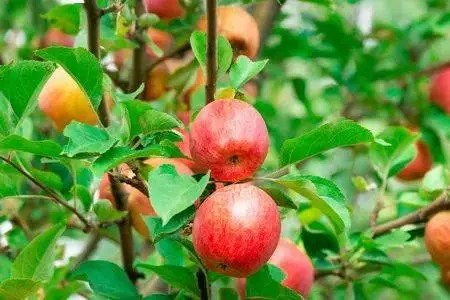 棉花养殖技术_棉花养殖条件_棉花养殖技术规程