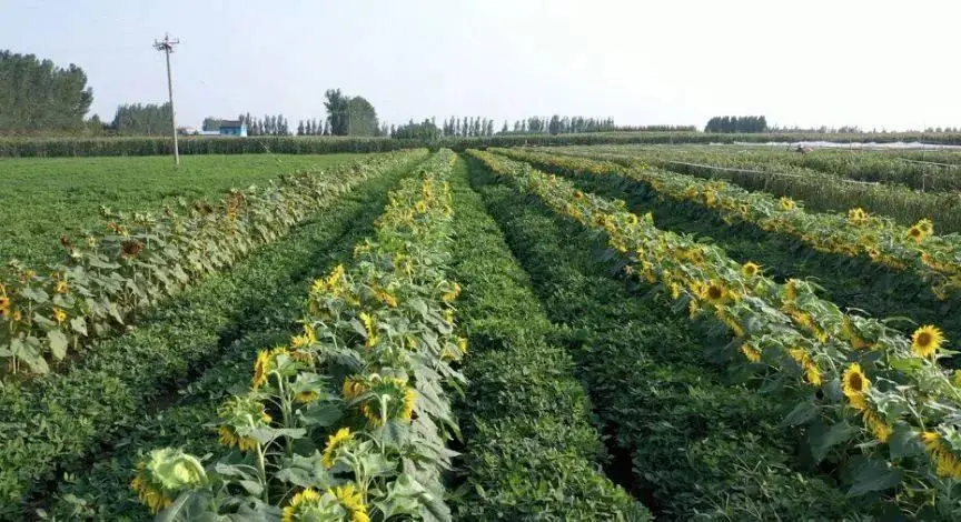 棉花养殖技术规程_棉花养殖条件_棉花养殖技术