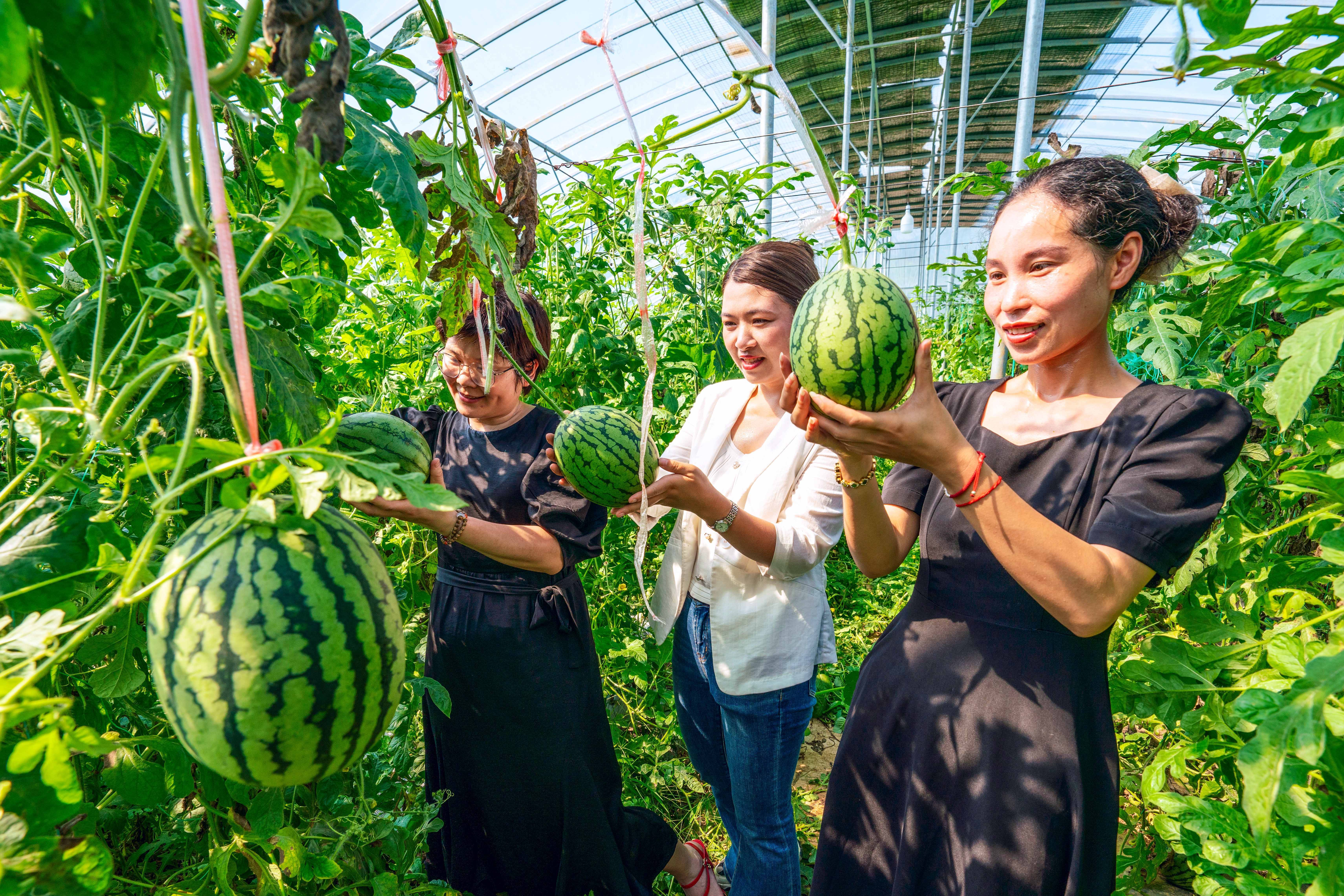 农民种植致富行业_致富种植农民行业怎么样_农民致富种植项目