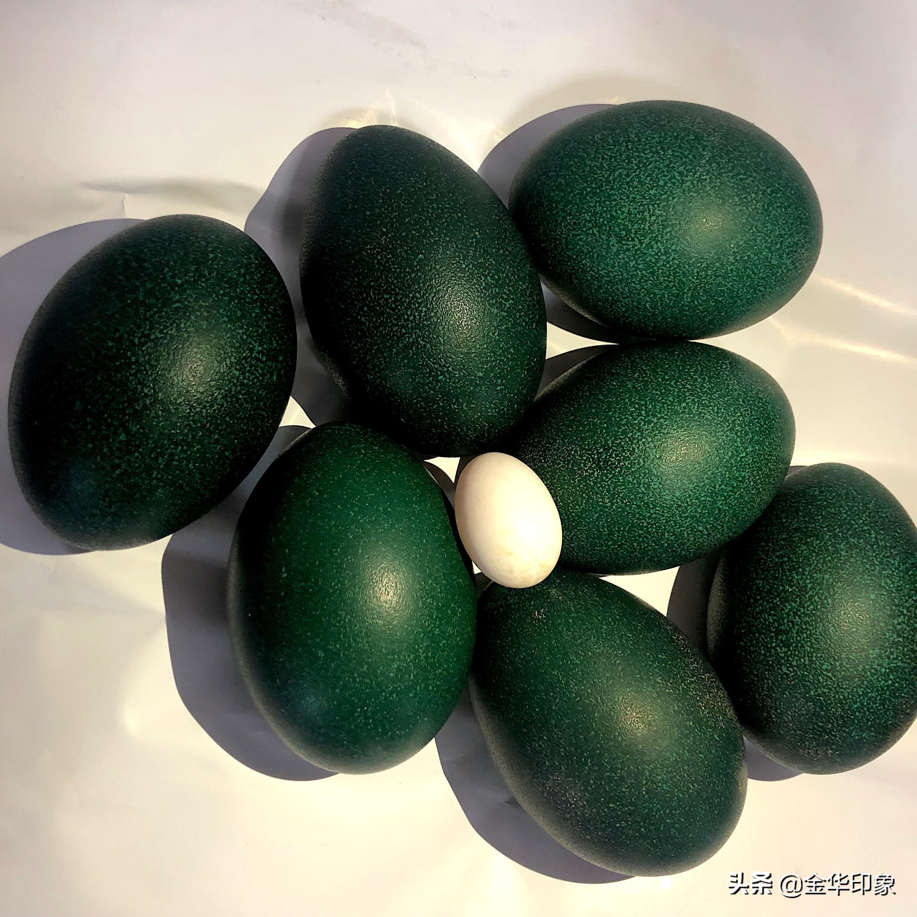 澳洲鸵鸟养殖_澳洲鸵鸟养殖技术_致富经澳洲鸵鸟