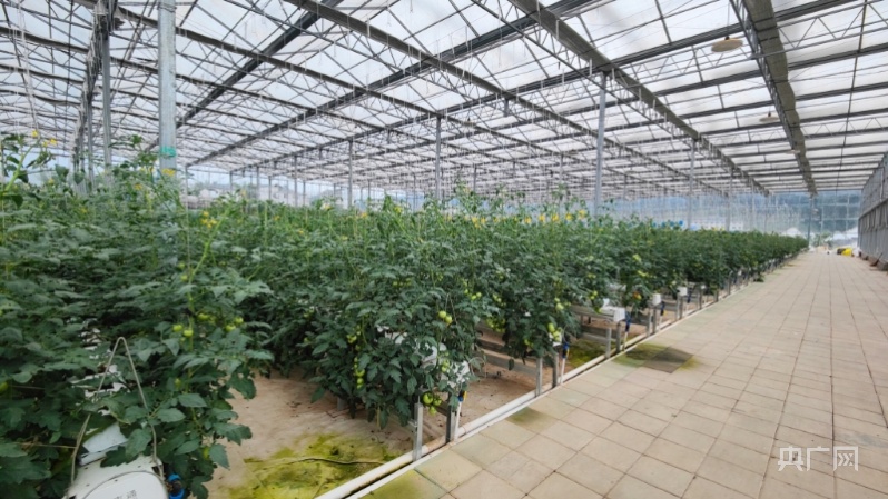 致富经记者肖婷婷_致富经记者肖婷婷_致富经记者肖婷婷