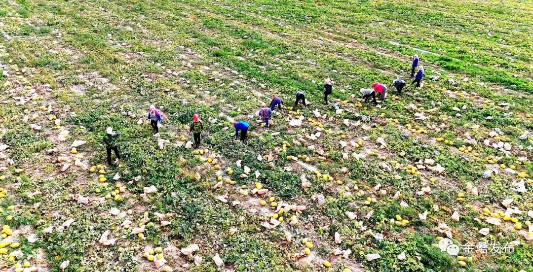 金塔：西甜瓜“甜蜜”上市 错峰种植“巧”增收