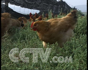 致富经土鸡养殖技术视频_致富经养土鸡视频观看_养鸡视频致富经