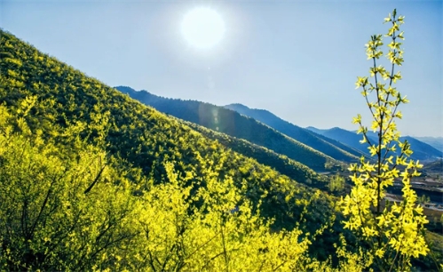 火麻种植基地_农民种植火麻致富_种植火麻亩产量有多少斤