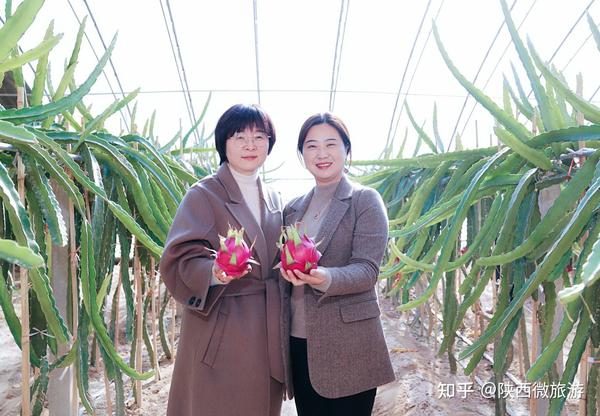 香菇种植致富经_香菇种植收益如何_种植香菇增收致富