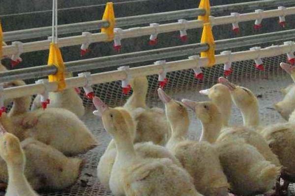 养殖鸳鸯鸭野生养殖技术_鸳鸯鸭养殖技术视频_鸳鸯鸭养殖视频
