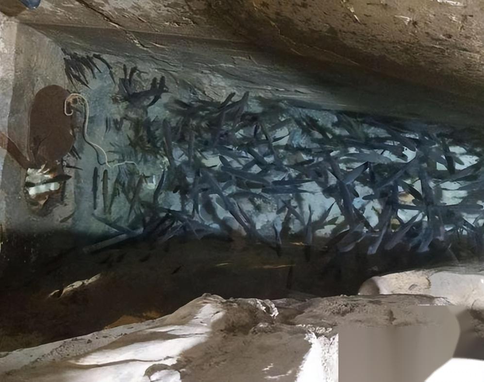 泉水养殖致富项目_致富经山泉水养鱼完整视频_致富泉水养殖项目介绍