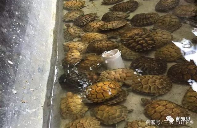 千年王八万年龟，在农村养殖乌龟，一个长长久久的致富项目