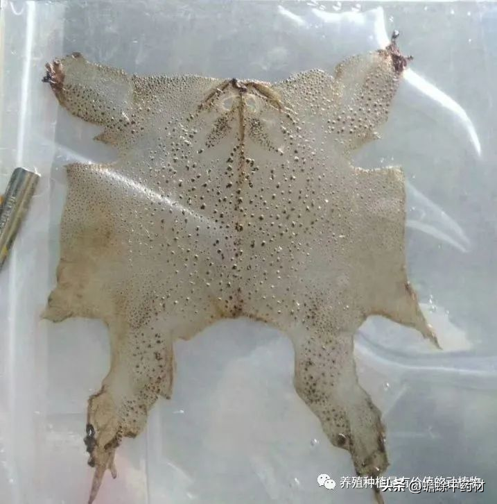 致富经癞蛤蟆药_致富经癞蛤蟆药_致富经癞蛤蟆药