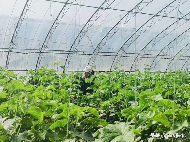 神木：春日大棚农事忙 增收致富后劲强