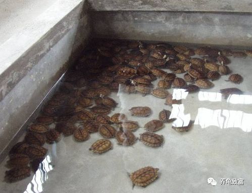致富经乌龟_养殖食用龟致富_养龟致富视频