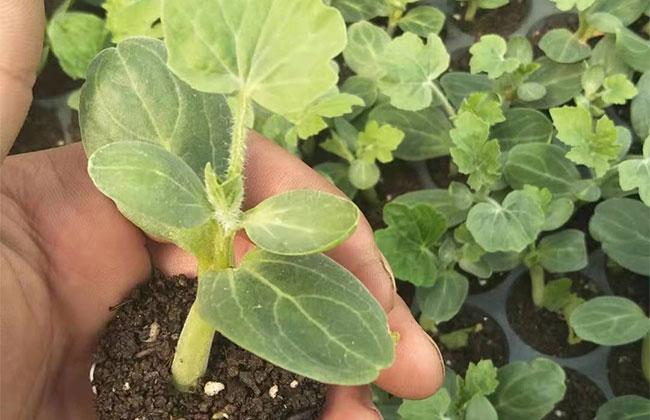 大棚西瓜怎样种植?大棚西瓜种植技术