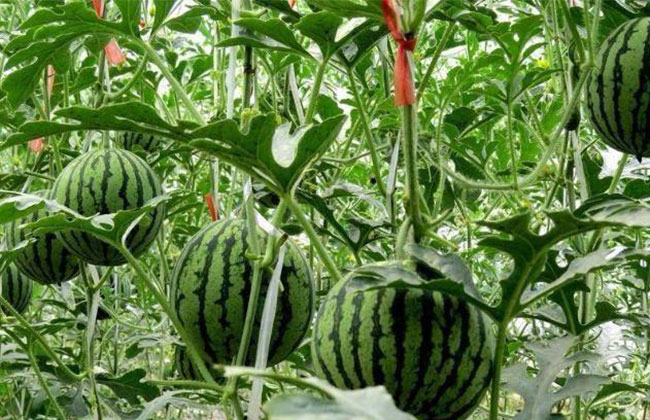 大棚西瓜怎样种植?大棚西瓜种植技术