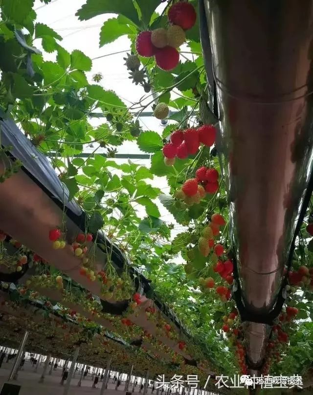 水培蔬菜如此受欢迎，无土栽培技术却如此简单？