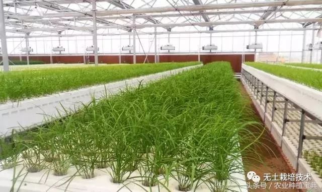 芹菜种植水培技术与管理_芹菜的水培种植方法_芹菜水培种植技术
