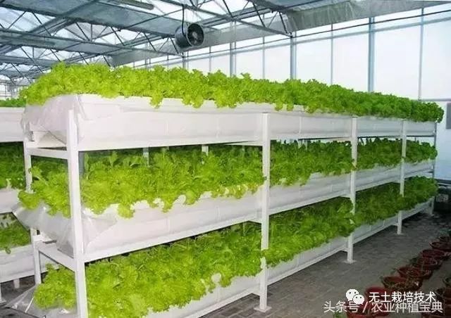 芹菜的水培种植方法_芹菜水培种植技术_芹菜种植水培技术与管理