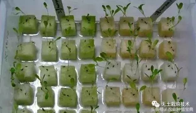 芹菜种植水培技术与管理_芹菜水培种植技术_芹菜的水培种植方法