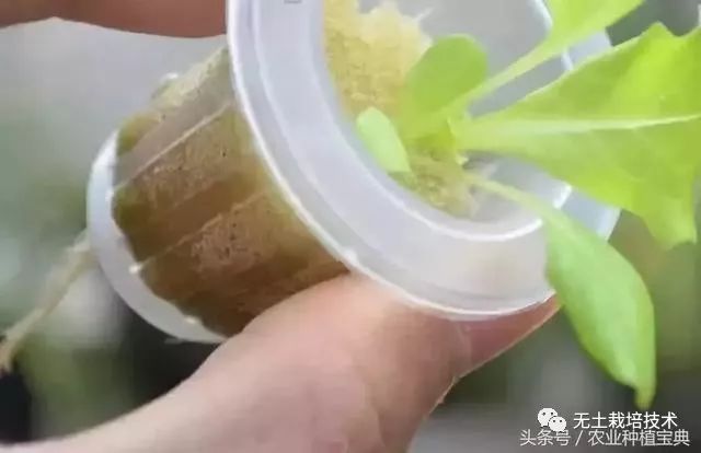 芹菜种植水培技术与管理_芹菜的水培种植方法_芹菜水培种植技术