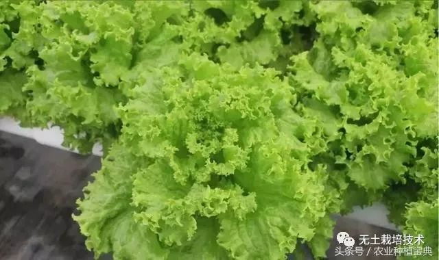 芹菜的水培种植方法_芹菜水培种植技术_芹菜种植水培技术与管理