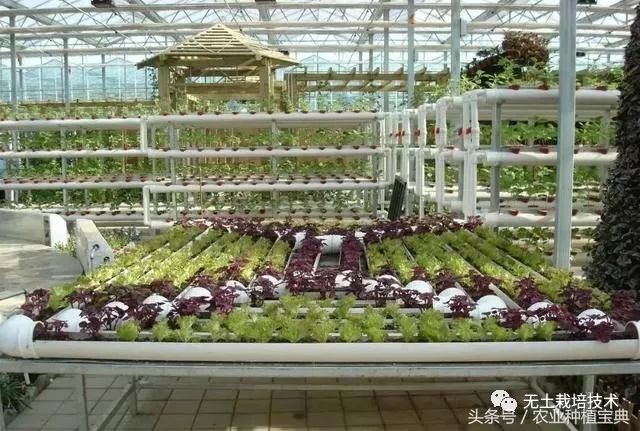 芹菜种植水培技术与管理_芹菜的水培种植方法_芹菜水培种植技术