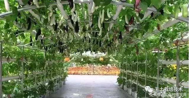 芹菜水培种植技术_芹菜种植水培技术与管理_芹菜的水培种植方法
