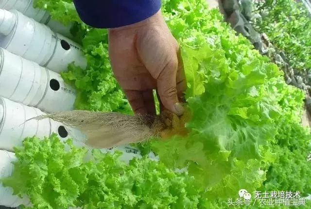 芹菜种植水培技术与管理_芹菜水培种植技术_芹菜的水培种植方法