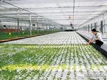 芹菜水培种植技术_芹菜的水培种植方法_芹菜种植水培技术与管理