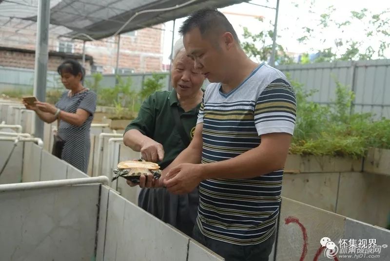 致富经乌龟养殖场的视频_养龟致富视频_养殖食用龟致富