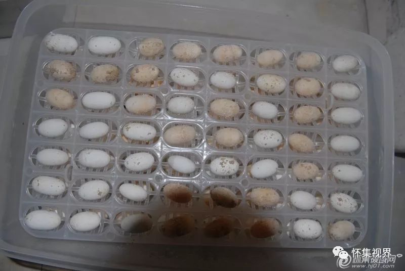 致富经乌龟养殖场的视频_养殖食用龟致富_养龟致富视频