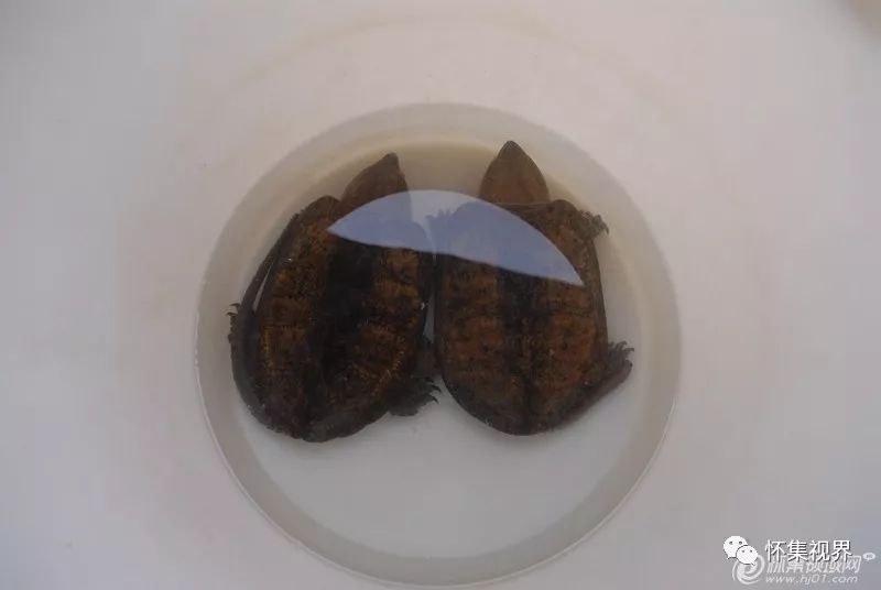 养殖食用龟致富_致富经乌龟养殖场的视频_养龟致富视频