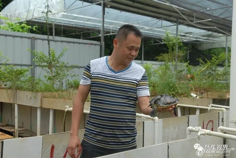养殖食用龟致富_养龟致富视频_致富经乌龟养殖场的视频