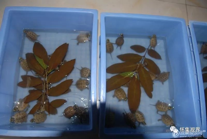养殖食用龟致富_致富经乌龟养殖场的视频_养龟致富视频