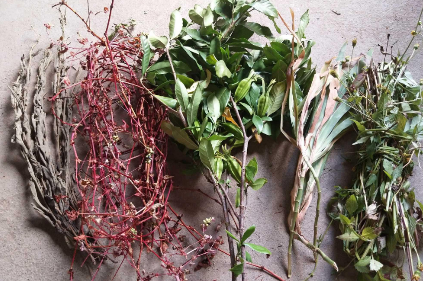 中草药养殖技术培训_中草药养殖技术大全_培训养殖药中草技术方案