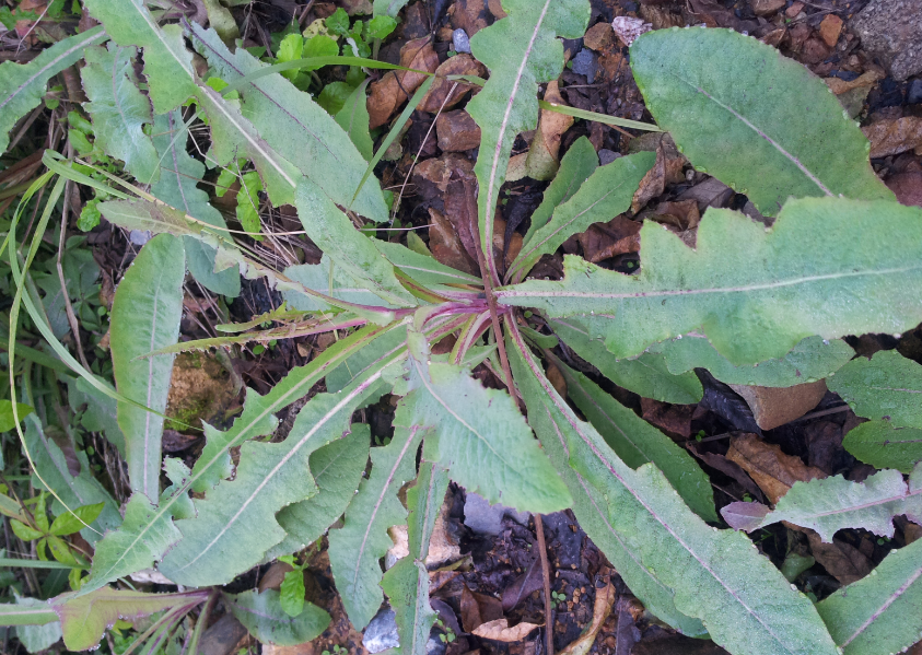 中草药养殖技术培训_培训养殖药中草技术方案_中草药养殖技术大全