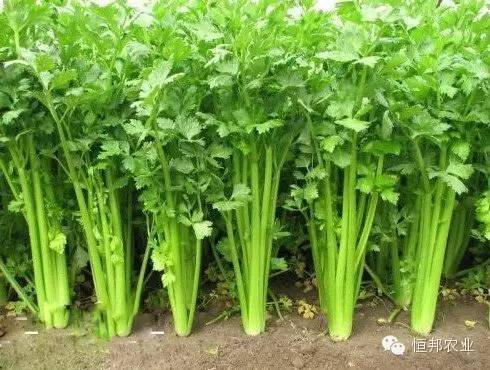 【芹菜种植】最全的芹菜种植技术指导