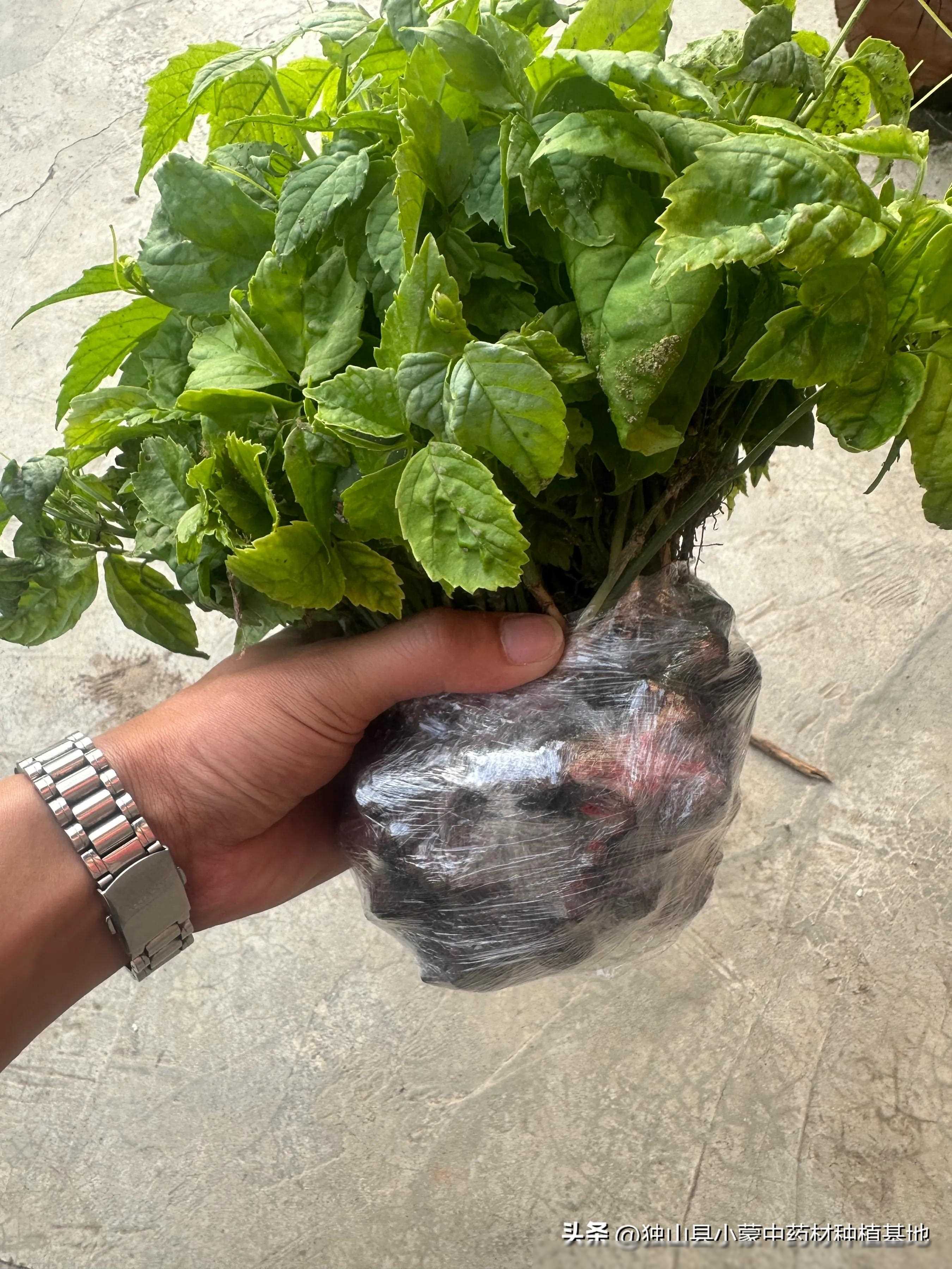 中草药养殖技术培训_中草药养殖技术大全_培训养殖药中草技术视频