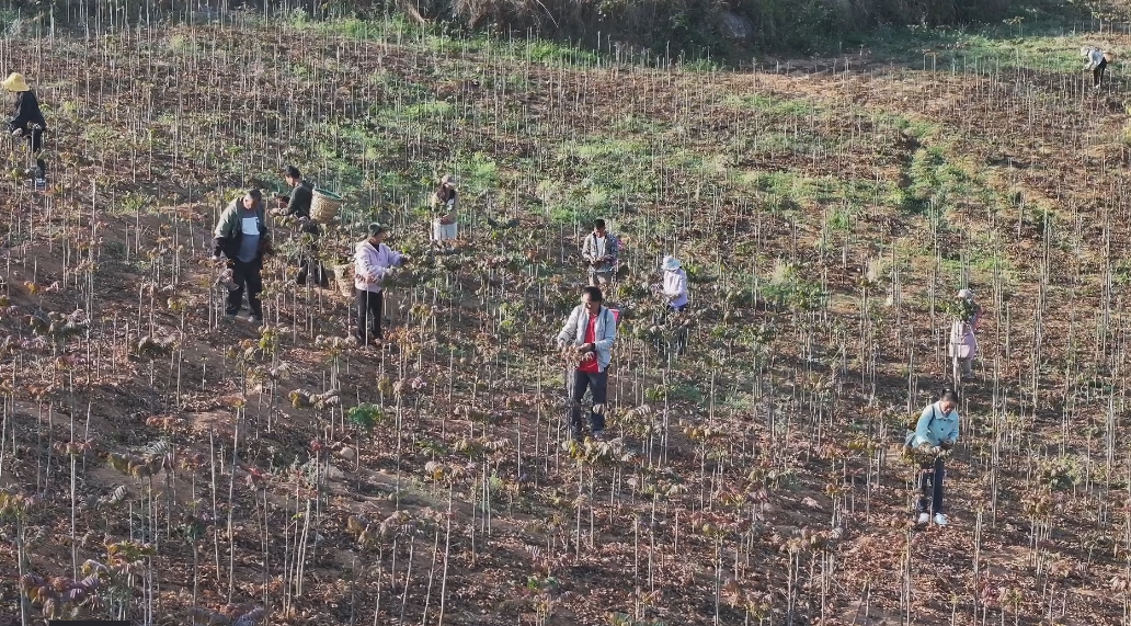 弥勒种植香椿致富_弥勒香椿种植基地_致富种植弥勒香椿好吗