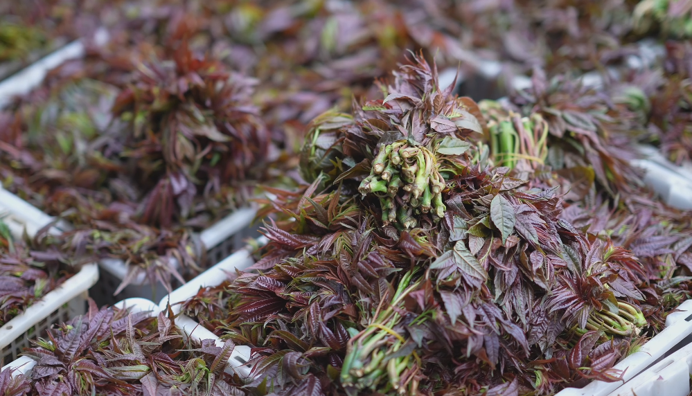 弥勒种植香椿致富_弥勒香椿种植基地_致富种植弥勒香椿好吗