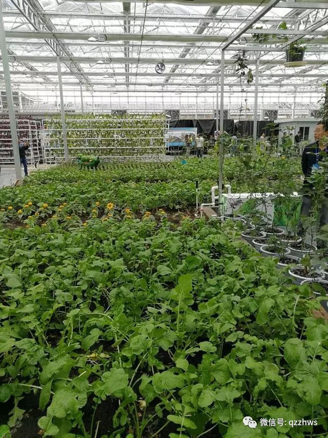 水培空心菜种植技术_种植水培空心菜技术与管理_种植水培空心菜技术视频