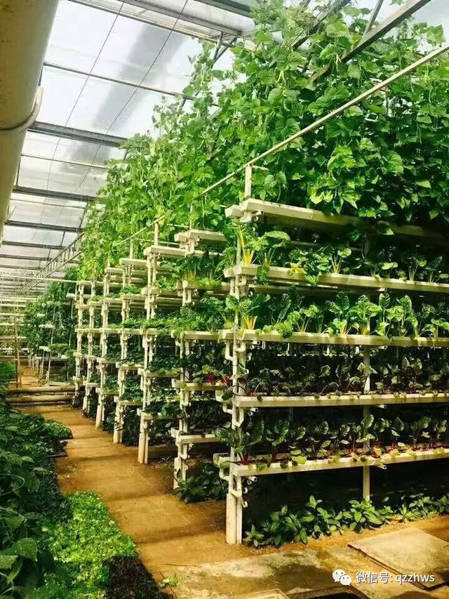 水培空心菜种植技术_种植水培空心菜技术视频_种植水培空心菜技术与管理