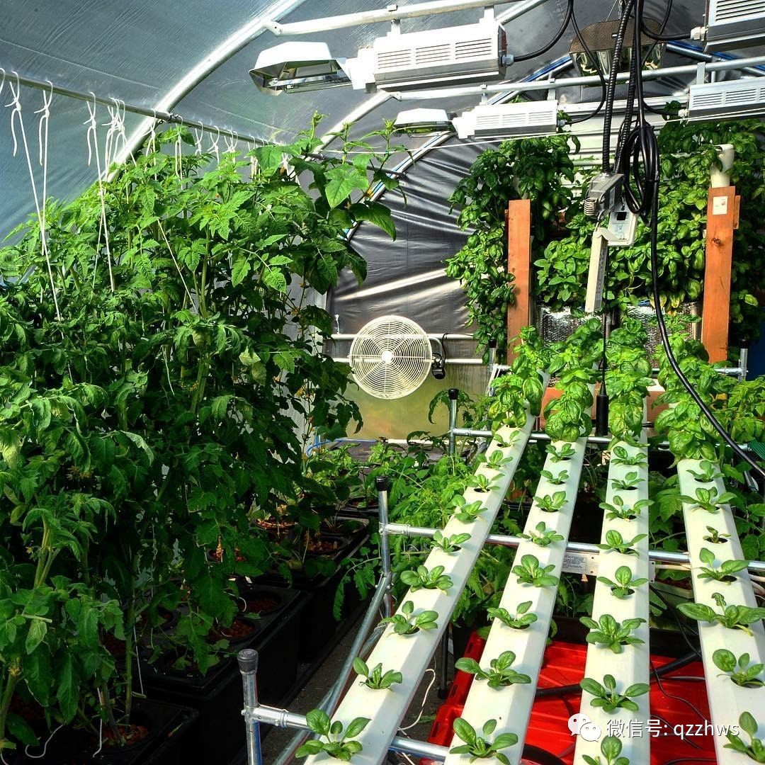 种植水培空心菜技术视频_水培空心菜种植技术_种植水培空心菜技术与管理