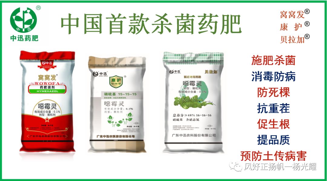 芹菜种植水培技术要点_芹菜水培种植技术_芹菜的水培种植方法