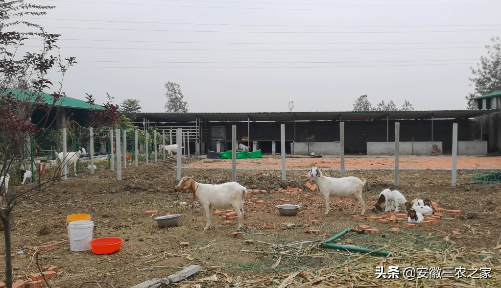 养殖脱贫致富_养殖致富案例_扶贫养殖致富视频