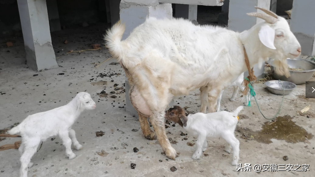 养殖脱贫致富_扶贫养殖致富视频_养殖致富案例