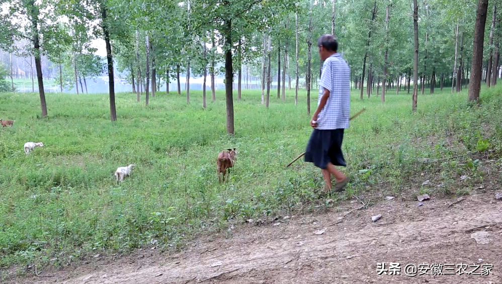 扶贫养殖致富视频_养殖脱贫致富_养殖致富案例