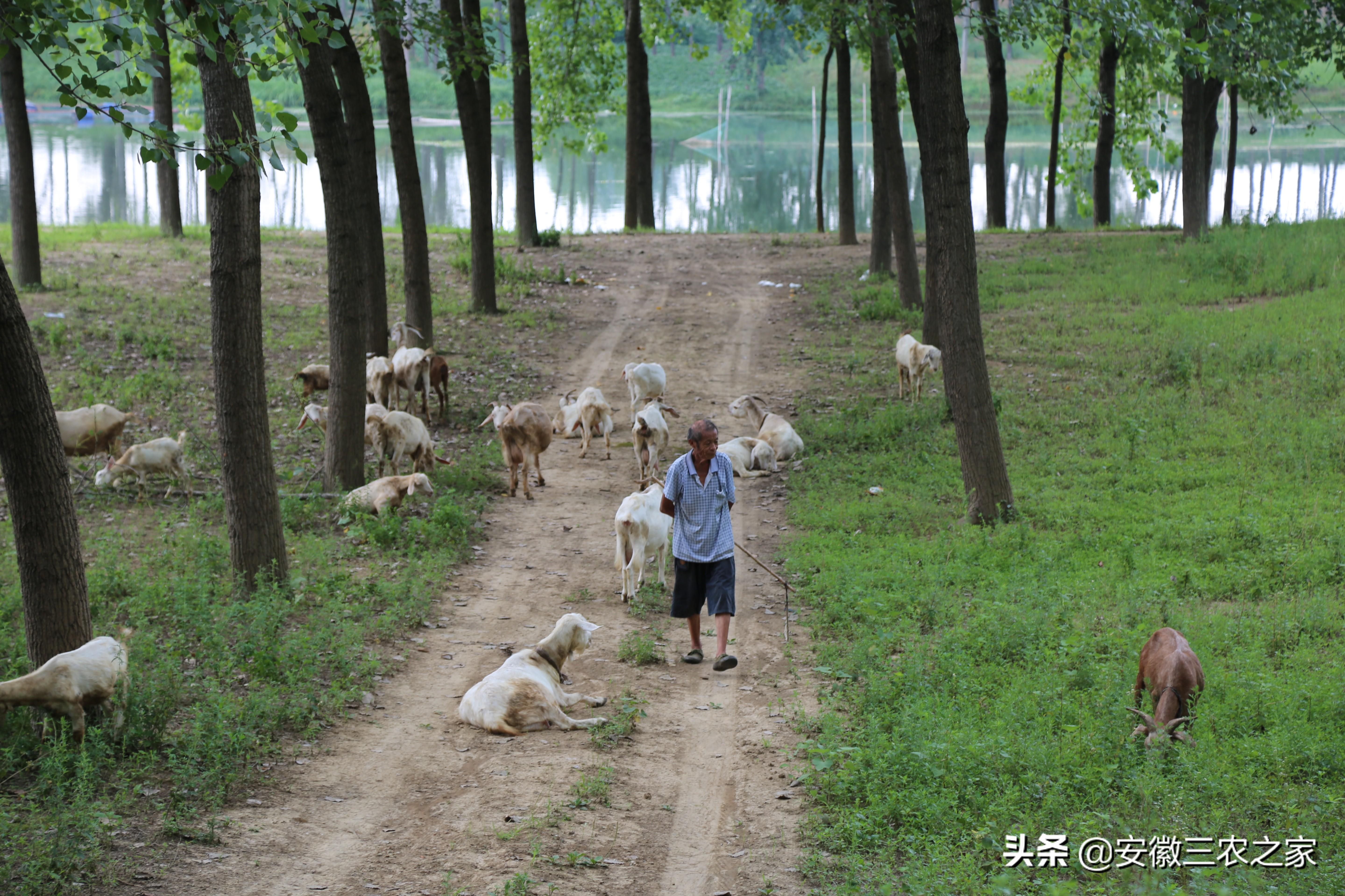养殖致富案例_养殖脱贫致富_扶贫养殖致富视频