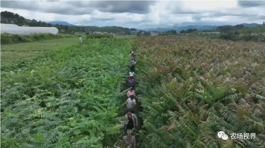 种植案例：15天采一次，一年四季能采收，最高卖到200元/斤