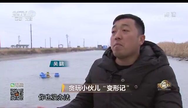 致富经鮰鱼养殖_养殖鳇鱼_养殖鳊鱼
